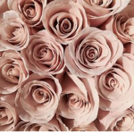My Lovely Flowers