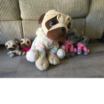 Emily’s Uni pugs