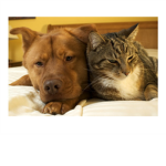 cats and dogs fan group
