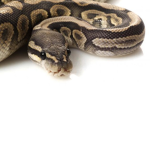 #Team Python OFFICIAL!!
