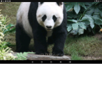 panda panda panda panda