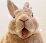 ʚ bvnnies ɞ