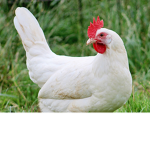 Camila The Chicken Cult
