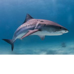 sharksarecool