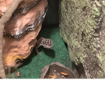 Gecko gang Hunter king of Geckos
