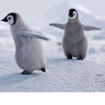 #penguinsforlife!!!
