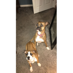 <3 Boxer Luvers <3