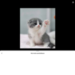 Kittes