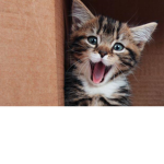 The Kitty’s Wet Food