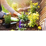 Flower Planting Simulator