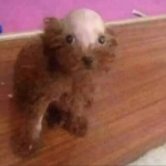 Dia rubux