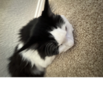 jello cat jello jello