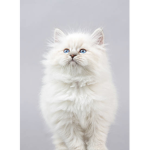 Vanilla cat