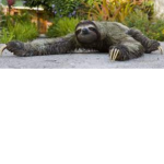 Real sloth