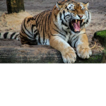 Official Tiger Fan Group