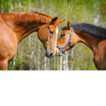 Horsefans2020