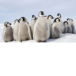 Penguin Salon