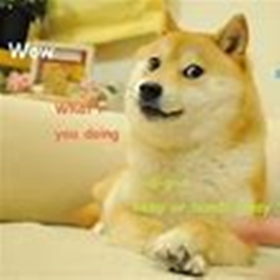 Doge Empire hangout