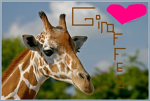 Giraffe Fan Club!