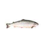 Fish Entertainment