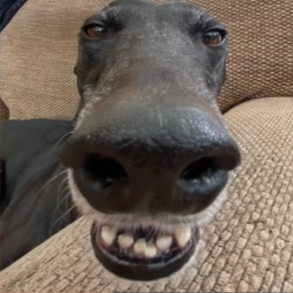 dog staring at camera Roblox decal