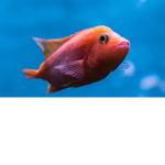Shoal Club