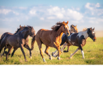 Sunny horse academy!