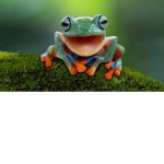 my_frog_army