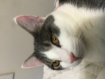 Oliver the Kitten