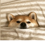 Sly doge fan club
