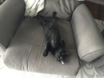 It’s my cat