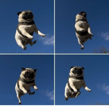 Pug run