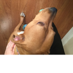 Epic pets787