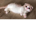 Gatinhos lindinho e fofos