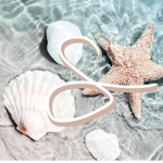 <•seashells•>