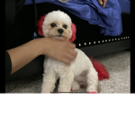 Hi! my woofy dog he is Maui He wants to play!