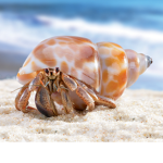 the golden hermit crabs fan group