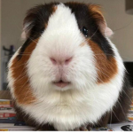 The Guinea Piggy's