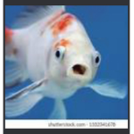 Ugly fishes