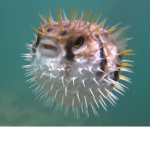 I just love puffer fish lol