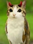 meowl hate club Group Thumbnail
