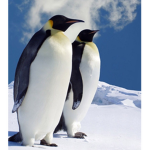 Penguin group /yay