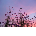 Dreamyyyyyyyyyyyy