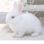 ・ Blooming Bunnies ・