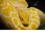 Horses snakes me