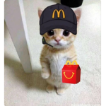 :-el gato-: