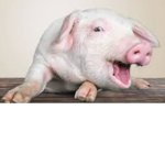 Piggy spies