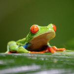 frogs b hoppin'