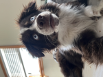 Happy dog 101