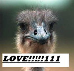 ostrich LUVERS